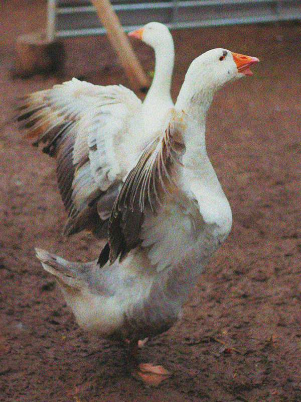 Two headed Goose