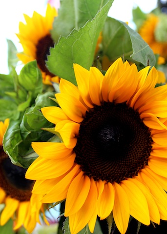 You Are My Sunshine