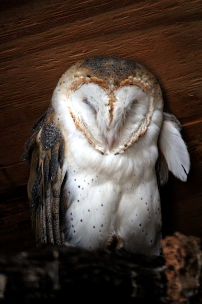 Owl