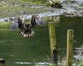 Catching Lunch