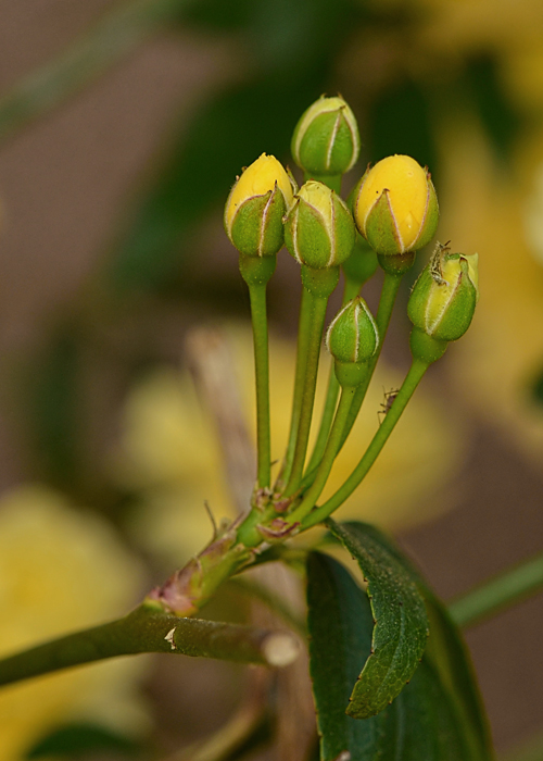 Blooming Soon