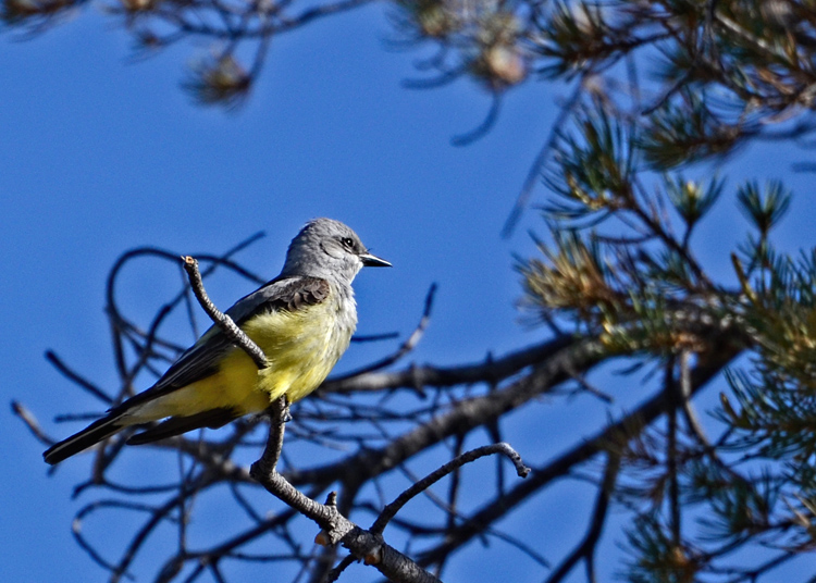 Pretty Birdy