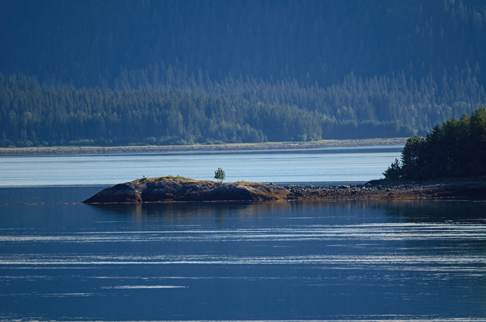 Intrepid Little Tree