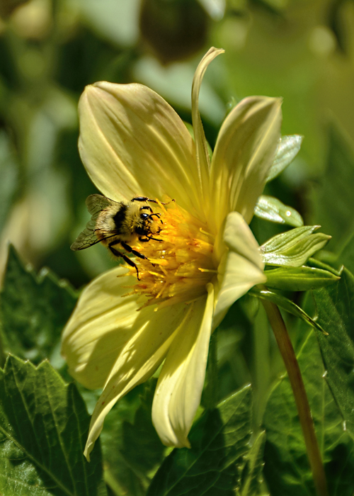 Flower Bee Original