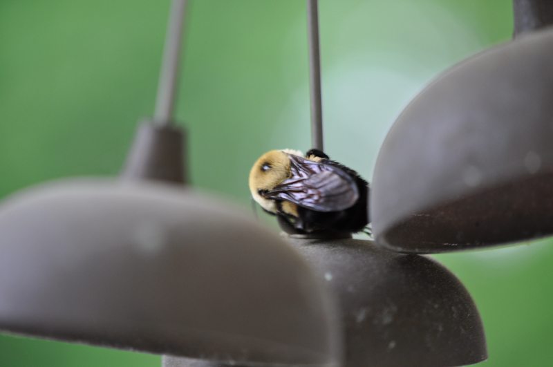 Bumblebee Acrobatics