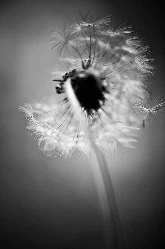 Puffy