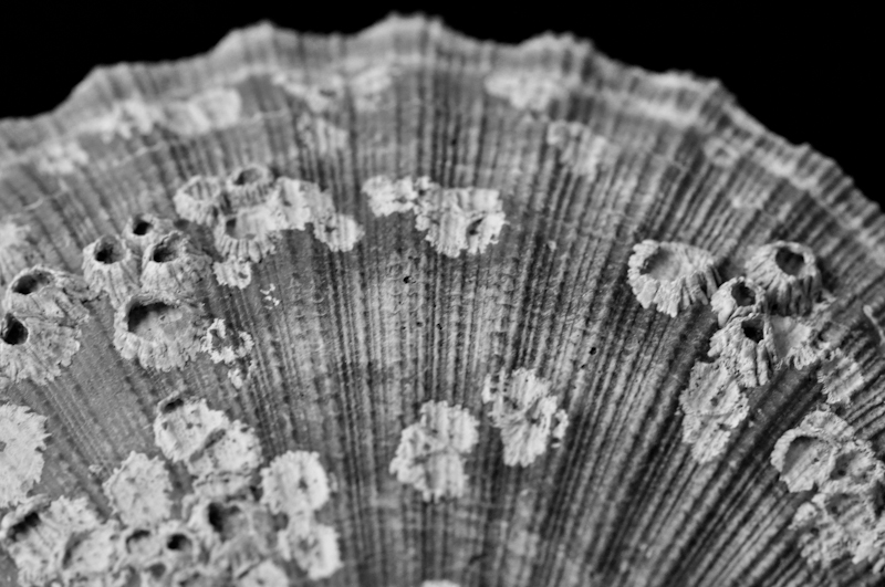 Bivalve