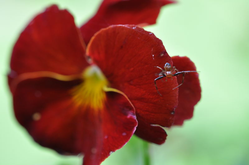 Guardian of the Pansy