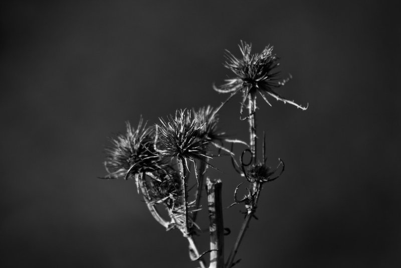 IMG_7733