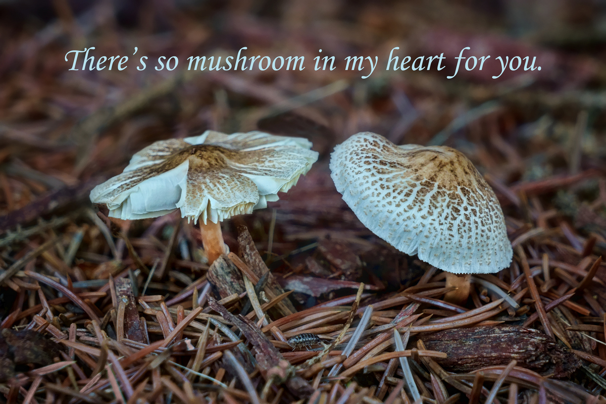 So Mushroom