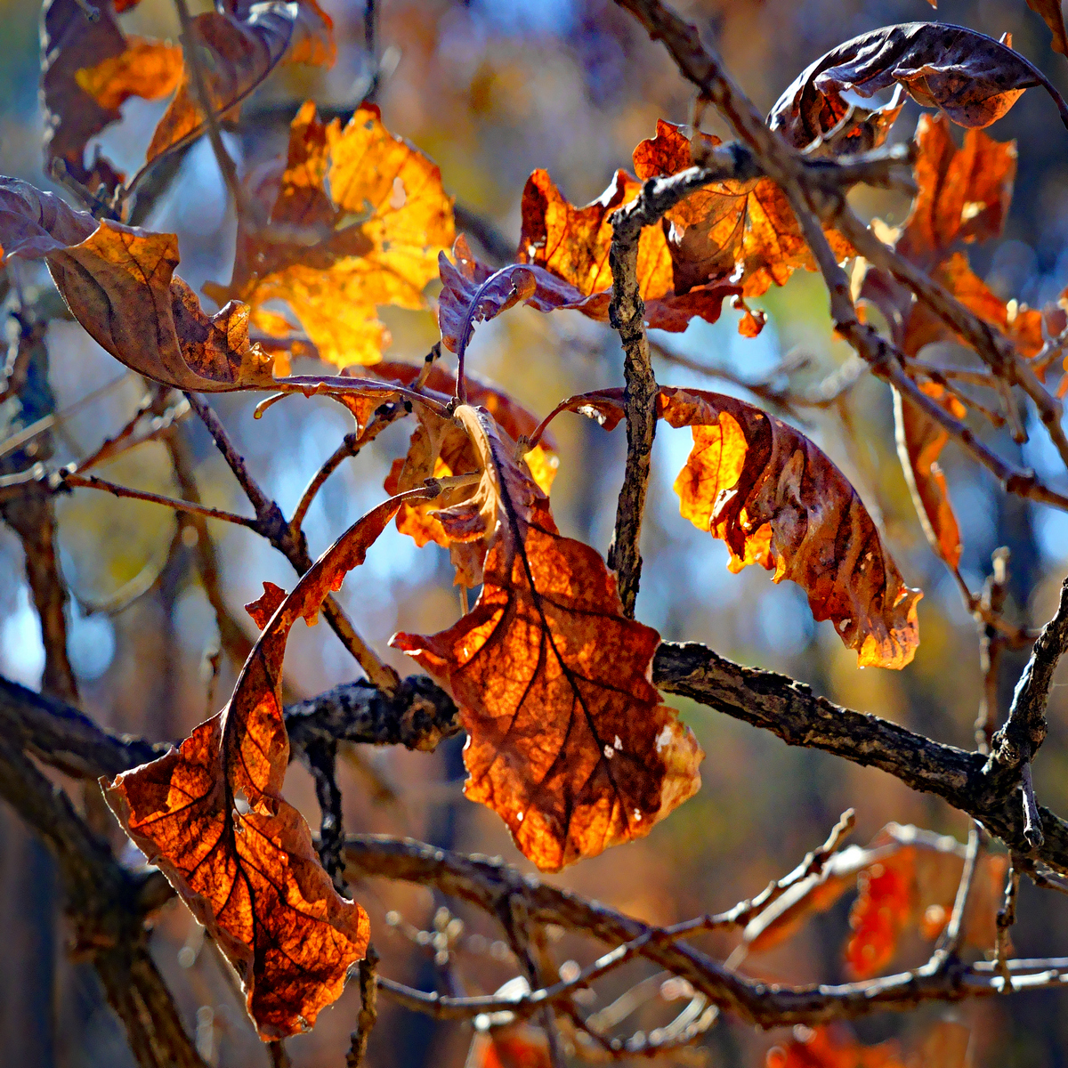 Autumn Embers