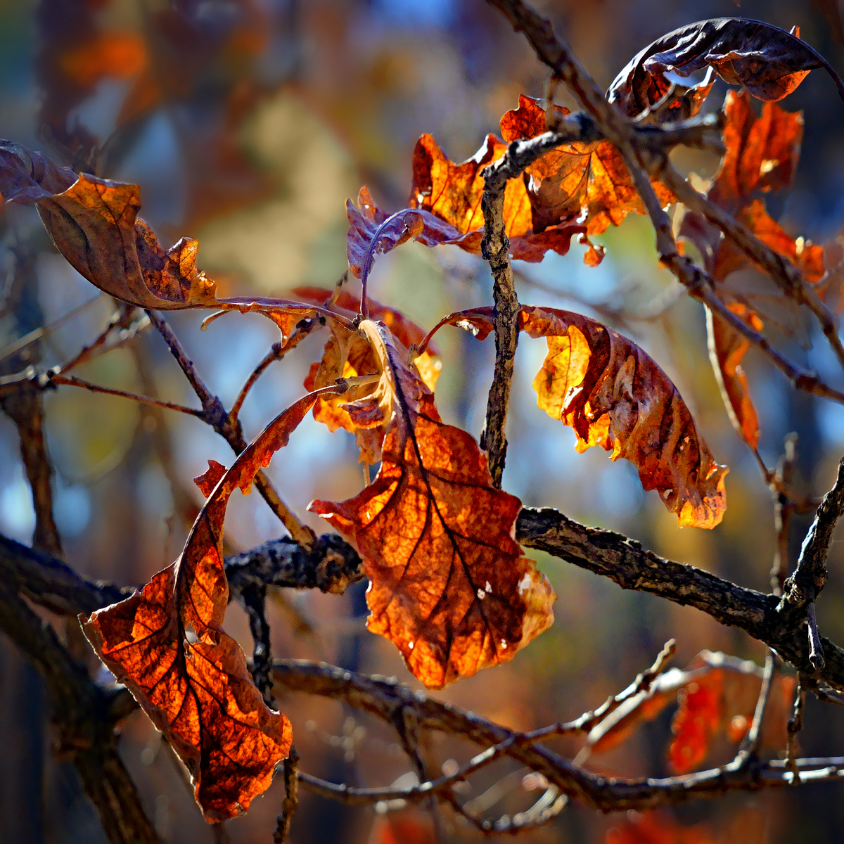 Autumn Embers Revised