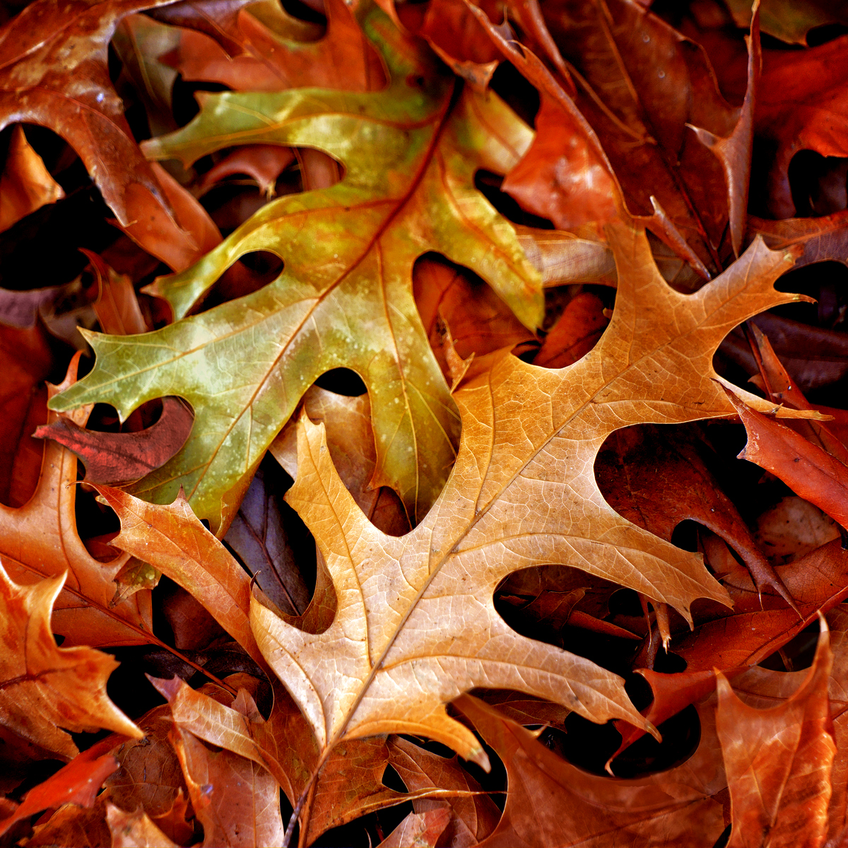 Autumn Tapestry