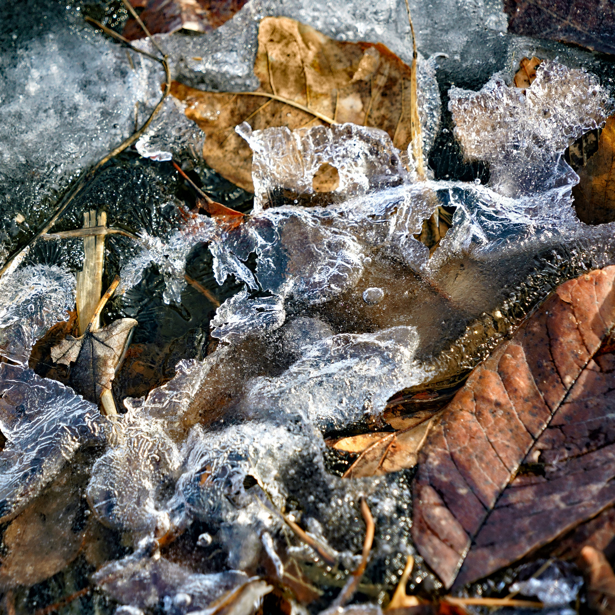 Schwer Ice No. 1