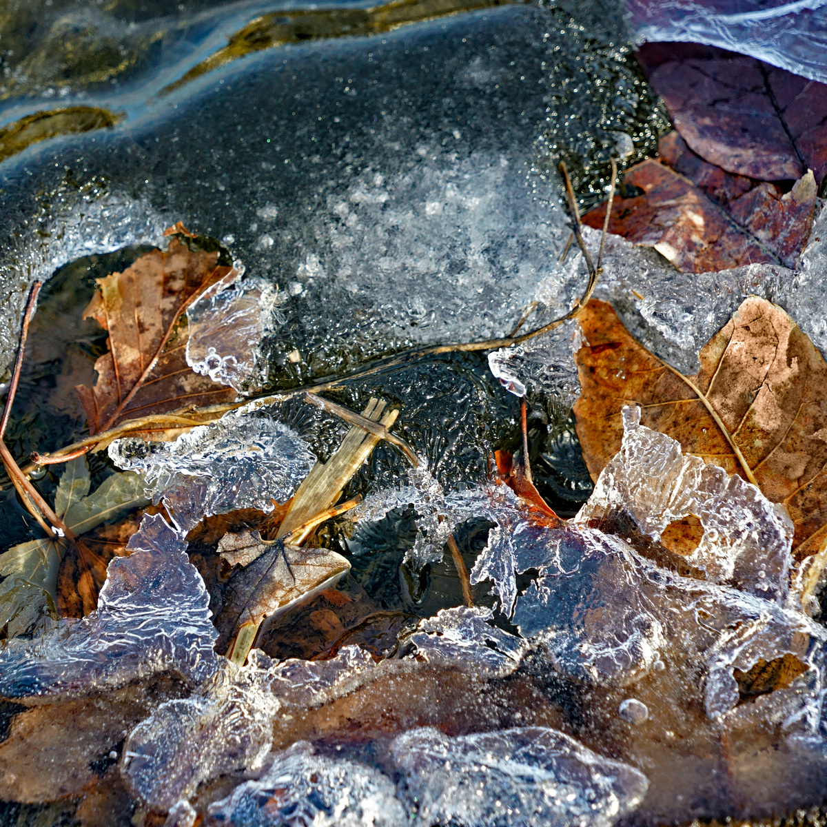 Schwer Ice No. 2