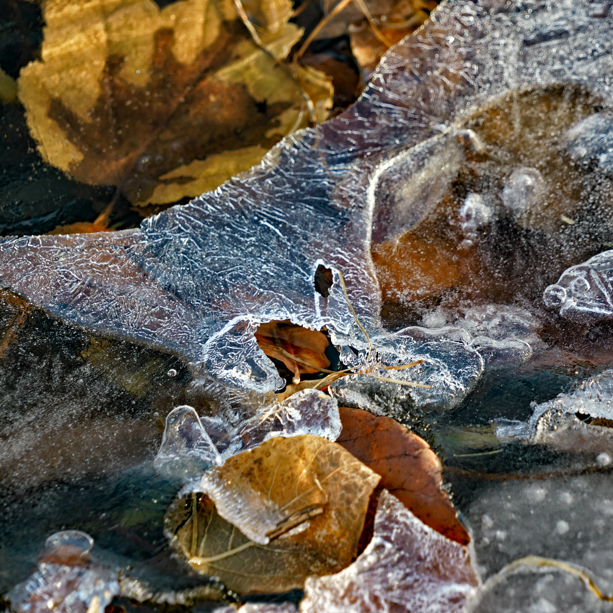 Schwer Ice No. 3
