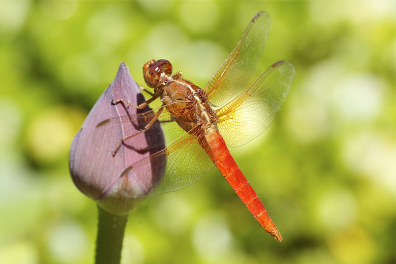 dragonfly