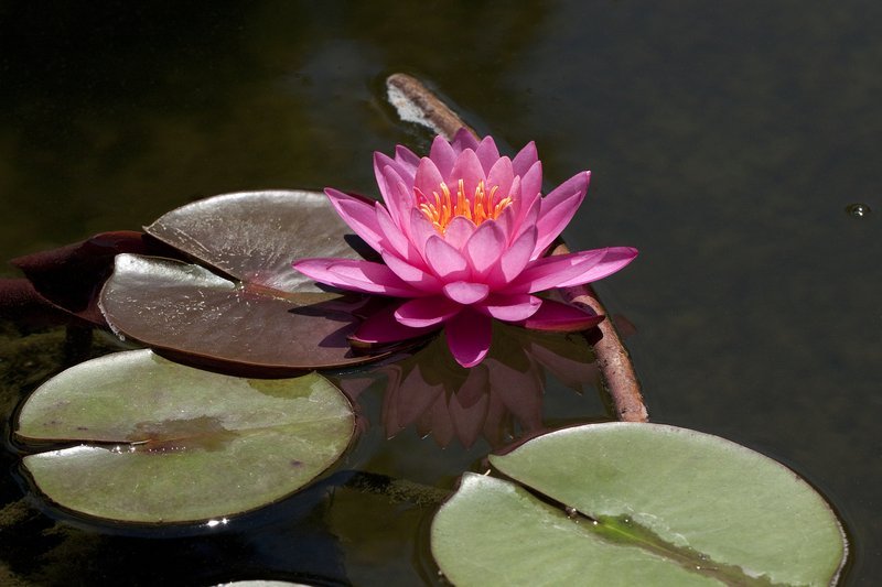 lotus flower