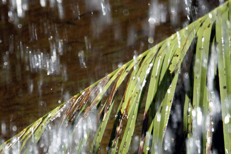 rain on a palm frond