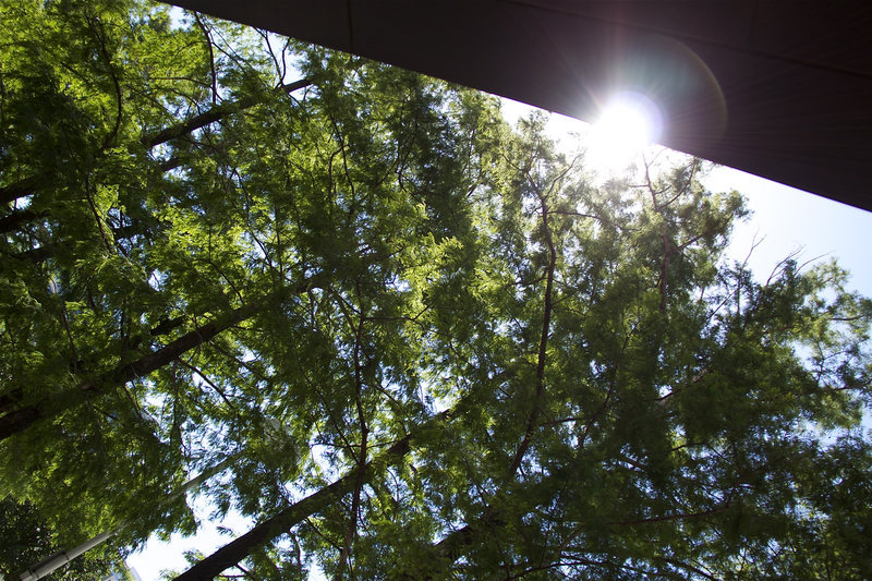 sun through the trees by a building