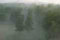 Inchanted Forest
