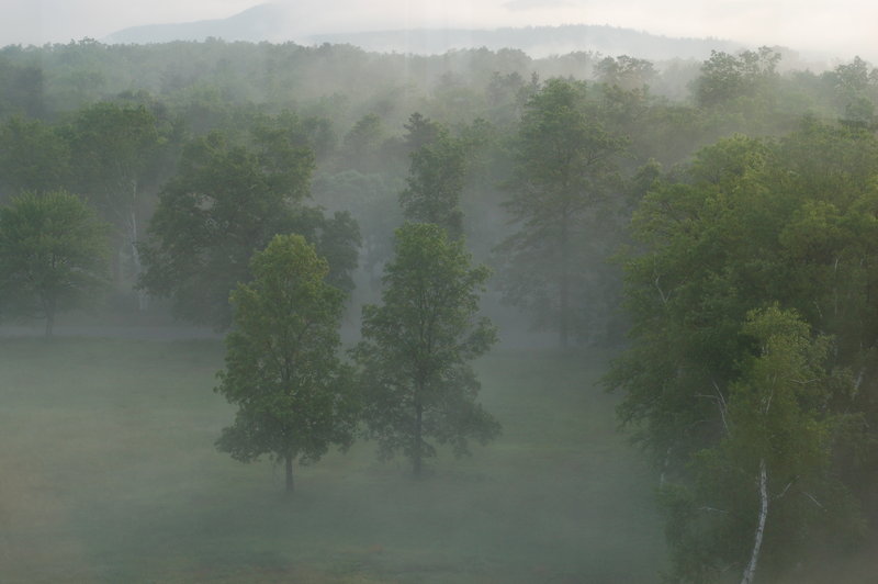 Inchanted Forest