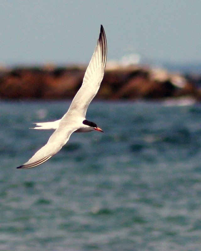 common tern