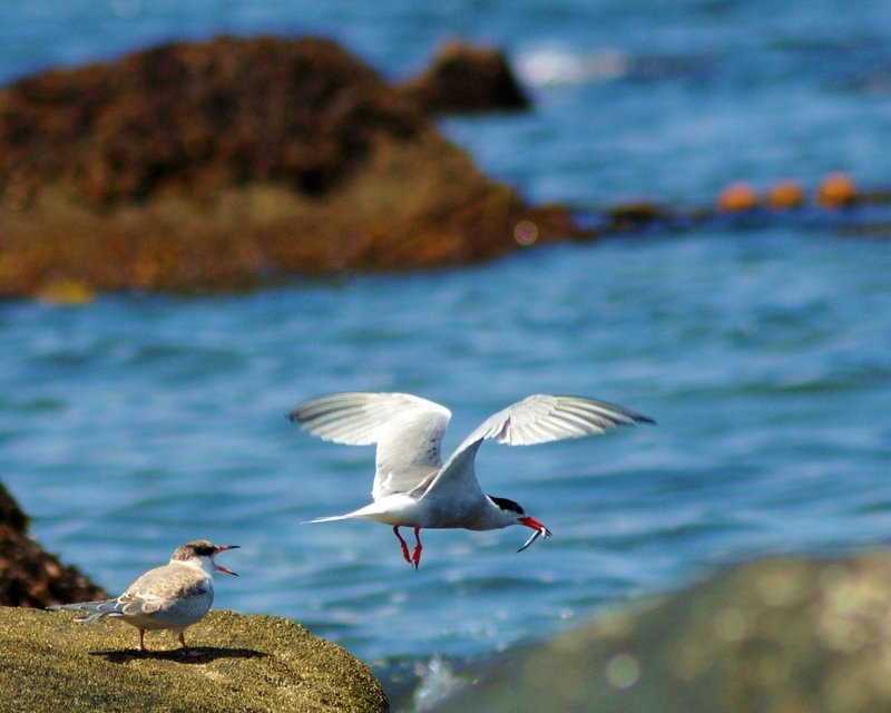 lunch on the fly
