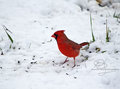 IMG_3581_Card_NWF