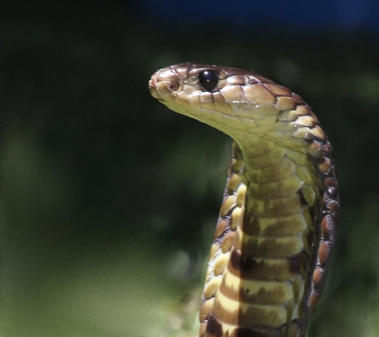 Snouted Cobra (previously Egyptian Cobra)