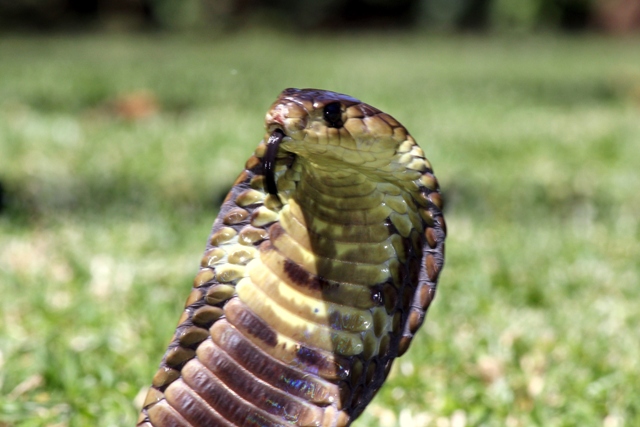 Snouted Cobra getting defensive