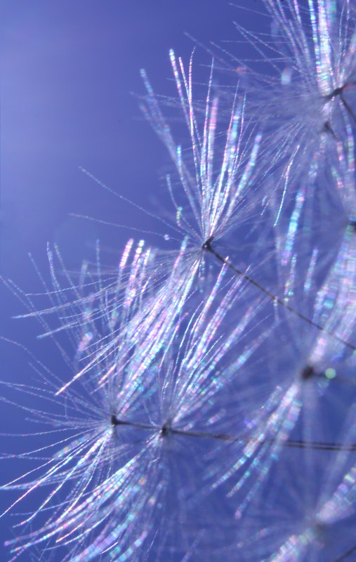 Polarized Dandelion Seeds