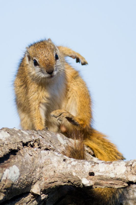 Dancing squirrel