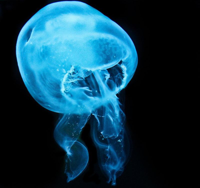 Little Jelly