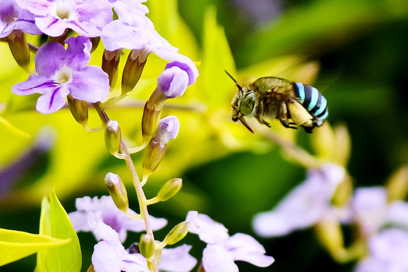 bee flying
