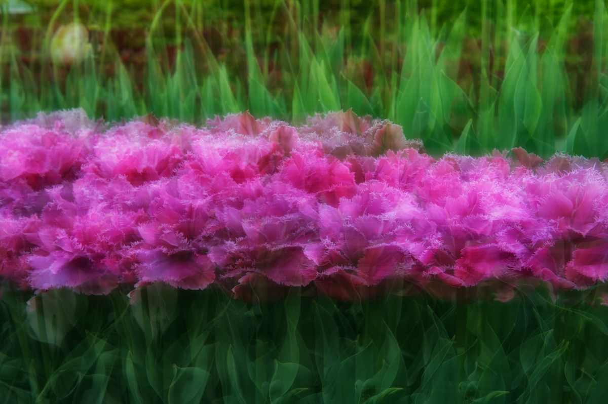 Flowers in Spring