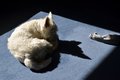 Asleep (19/52)