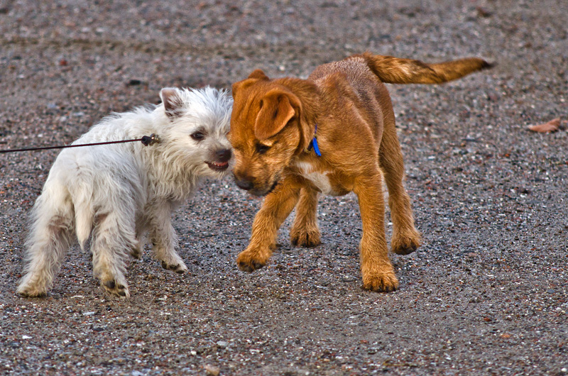 And.....ACTION!! [click] (5/52)