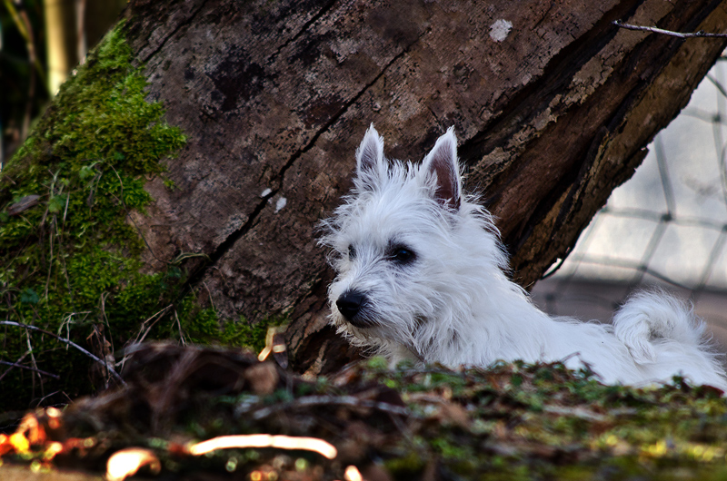Focussed (9/52)
