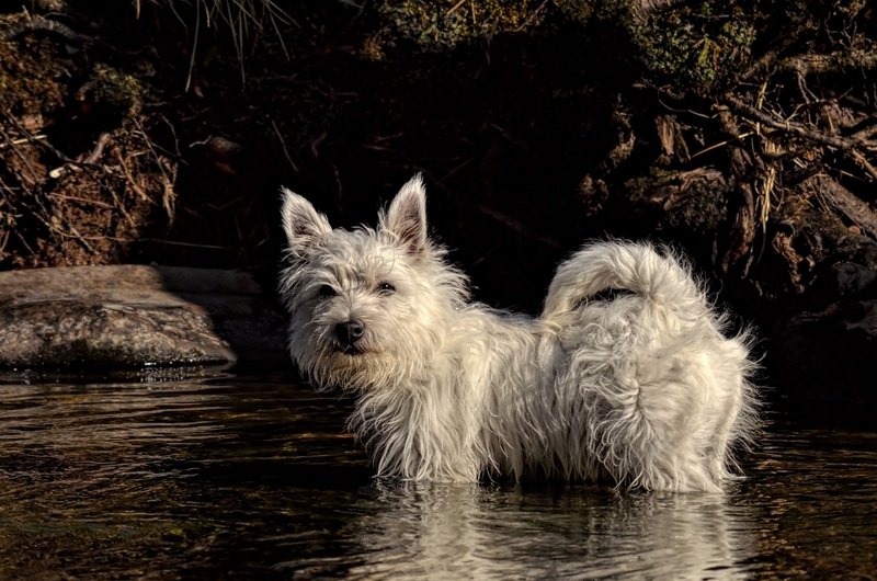 In the river (15/52)