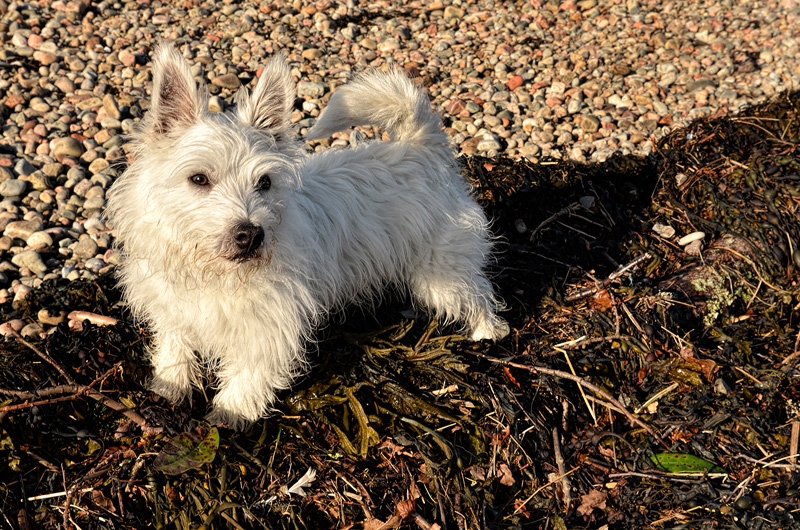 On the beach (16/52)