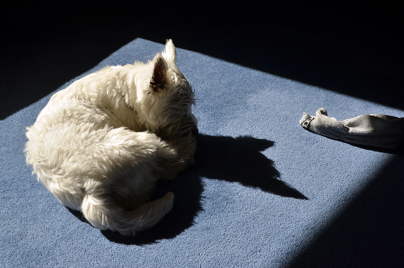 Asleep (19/52)