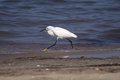 Snowy Egret