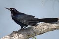 Grackle