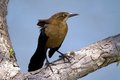 Grackle