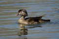 Female Wood Duck