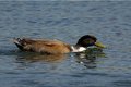 Hybrid Mallard Duck