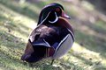 Male Wood Duck