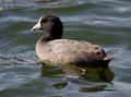 North American Coot