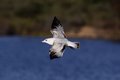 gullfly1sm